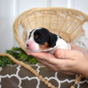 tri color cavalier king charles spaniel