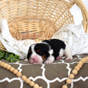 tri color cavalier king charles spaniel