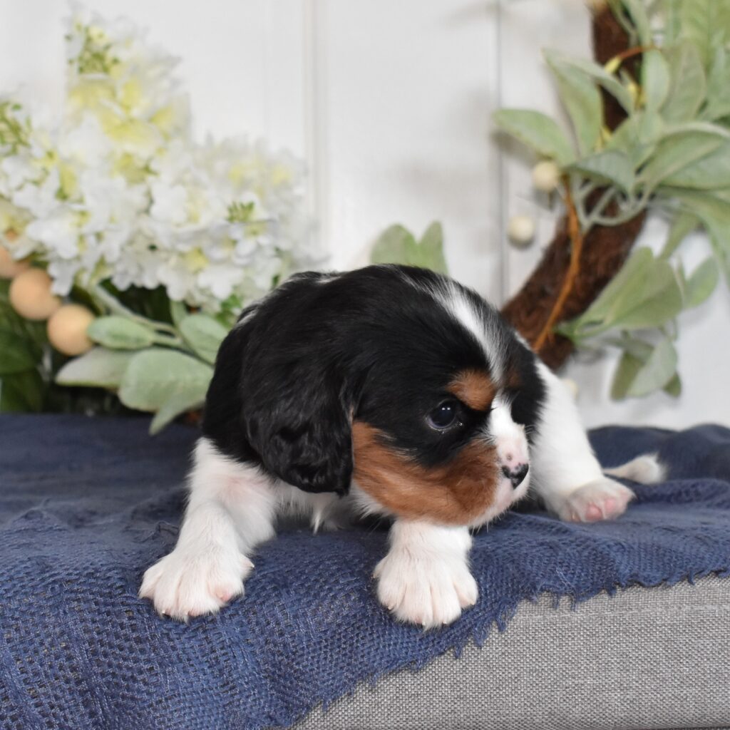 tri color cavalier king charles spaniel