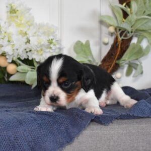 tri color cavalier king charles spaniel