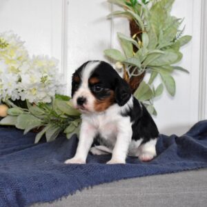 tri color cavalier king charles spaniel puppies for sale