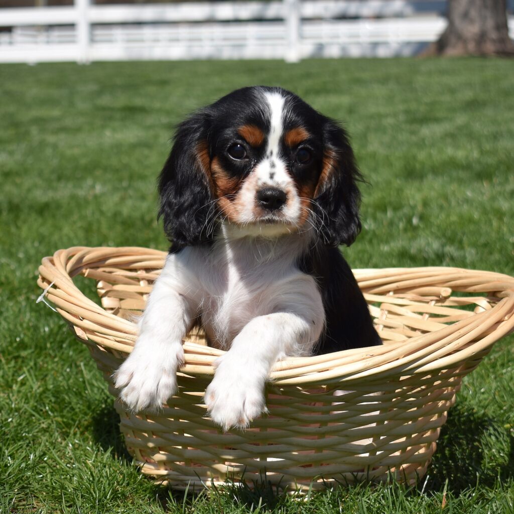 tri color cavalier puppies for sale