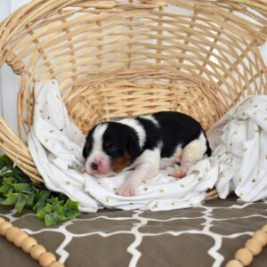 tri color king charles cavalier