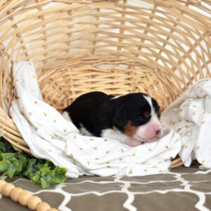 tri color king charles cavalier