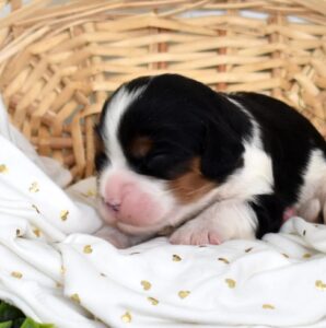 tri color king charles cavalier