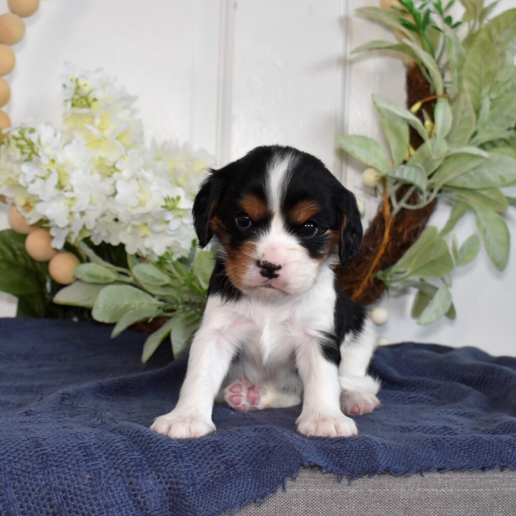 tri color king charles cavalier