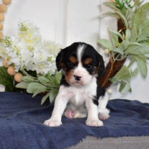 tri color king charles cavalier