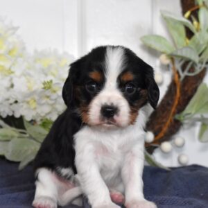 tri color king charles cavalier