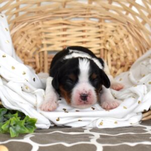 tri colored cavalier king charles