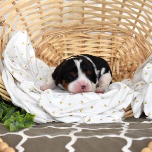 tri colored cavalier king charles