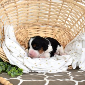 tri colored cavalier king charles