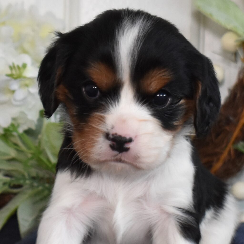tri colored cavalier king charles