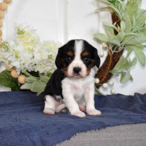 tri colored cavalier king charles