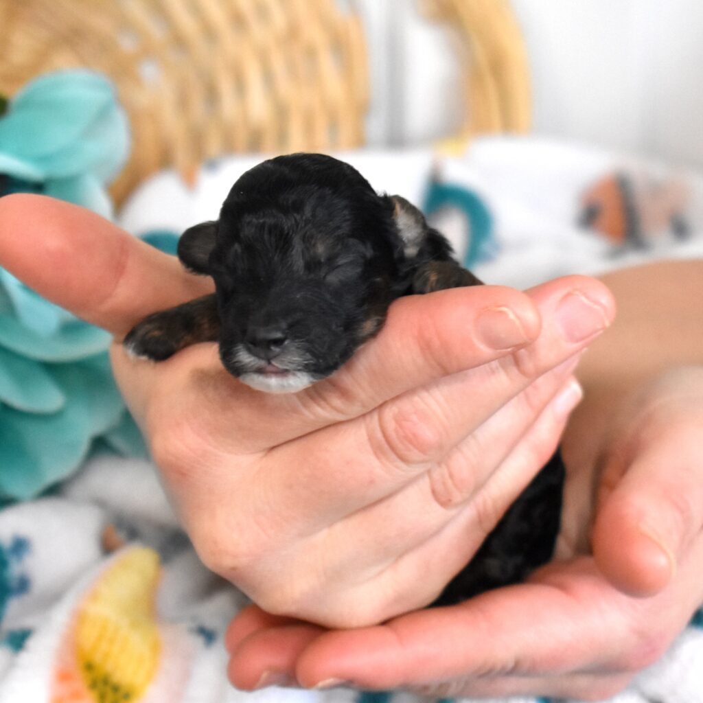 black mini poodle