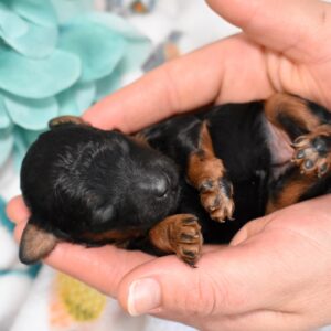 black mini poodle for sale