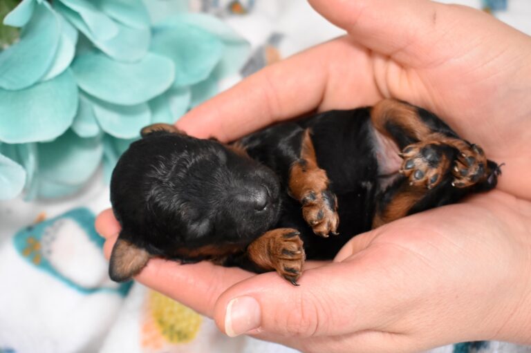 black mini poodle for sale