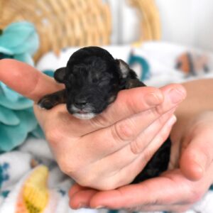 black mini poodle