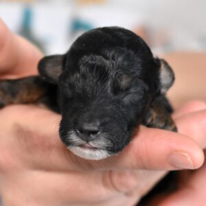 black mini poodle for sale