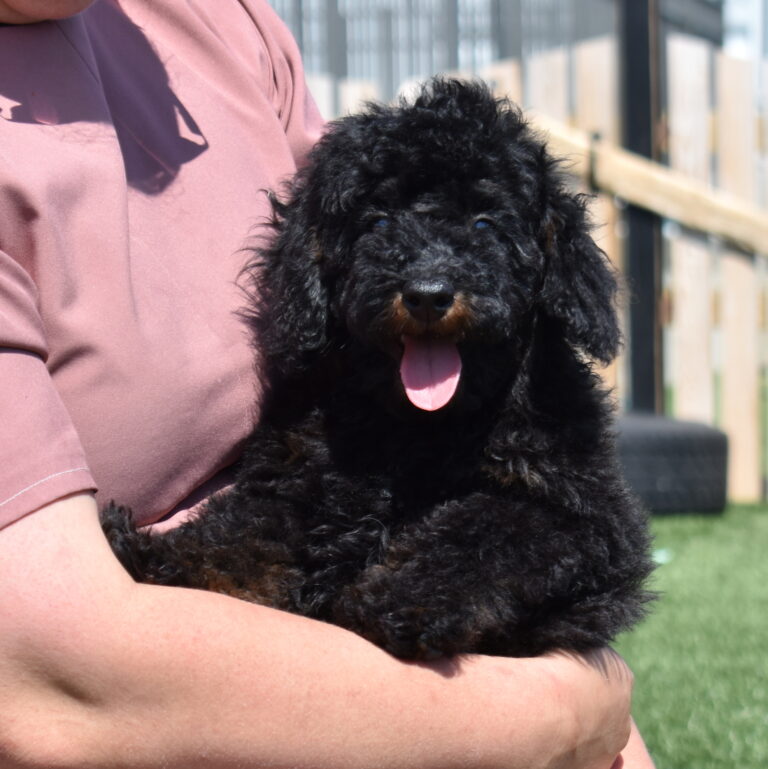 black mini poodle puppies