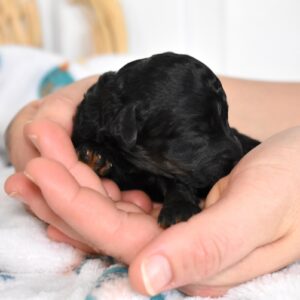 black mini poodle puppies