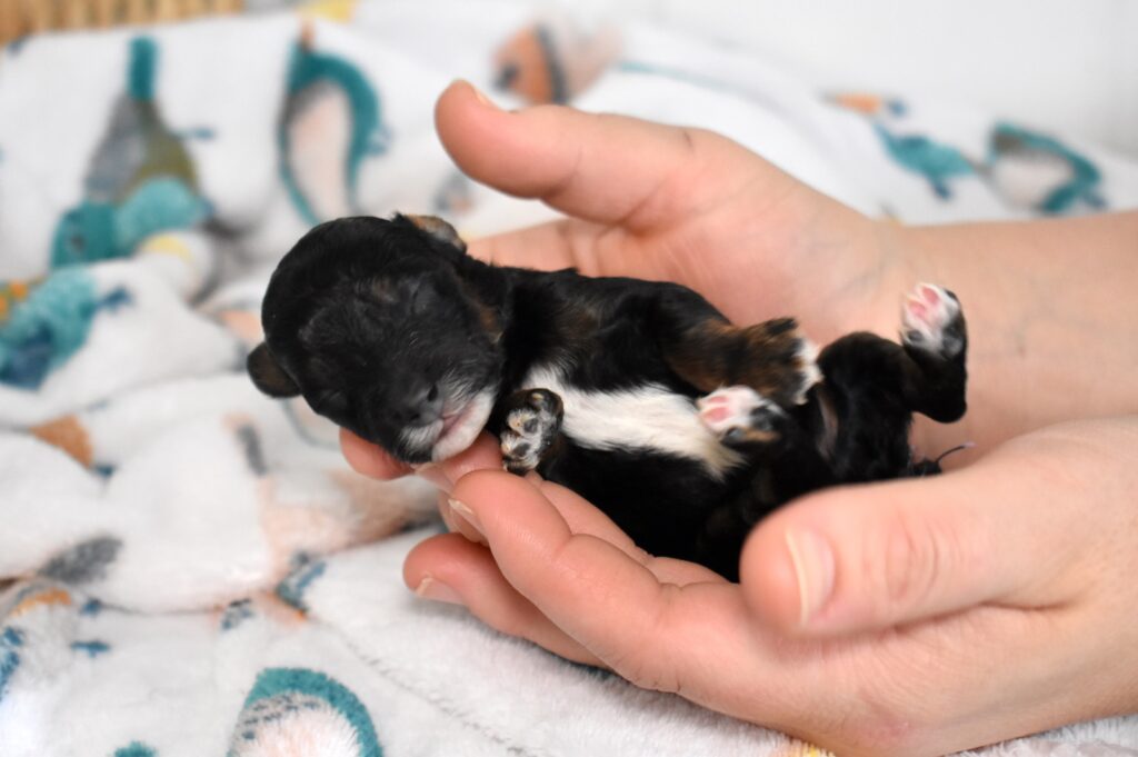 black mini poodle puppies for sale
