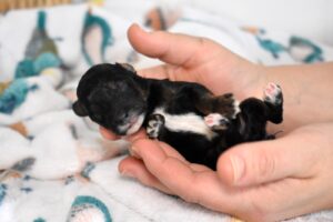 black mini poodle puppies for sale