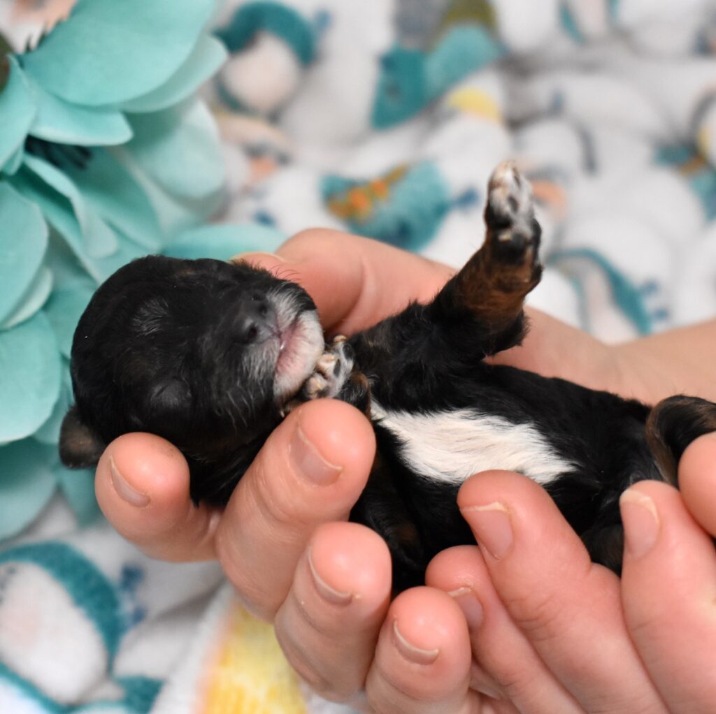black mini poodle puppy