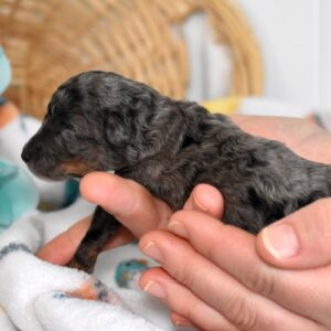 blue merle mini poodle