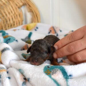 blue merle mini poodle