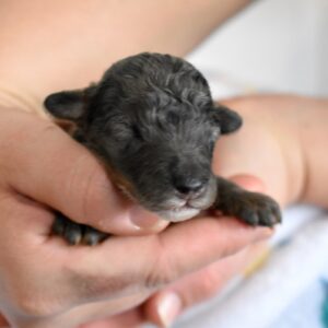 blue merle toy poodle