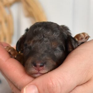blue merle toy poodle