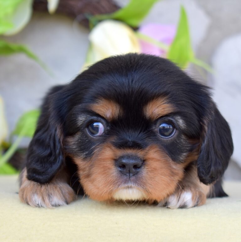 cavalier black and tan breeder