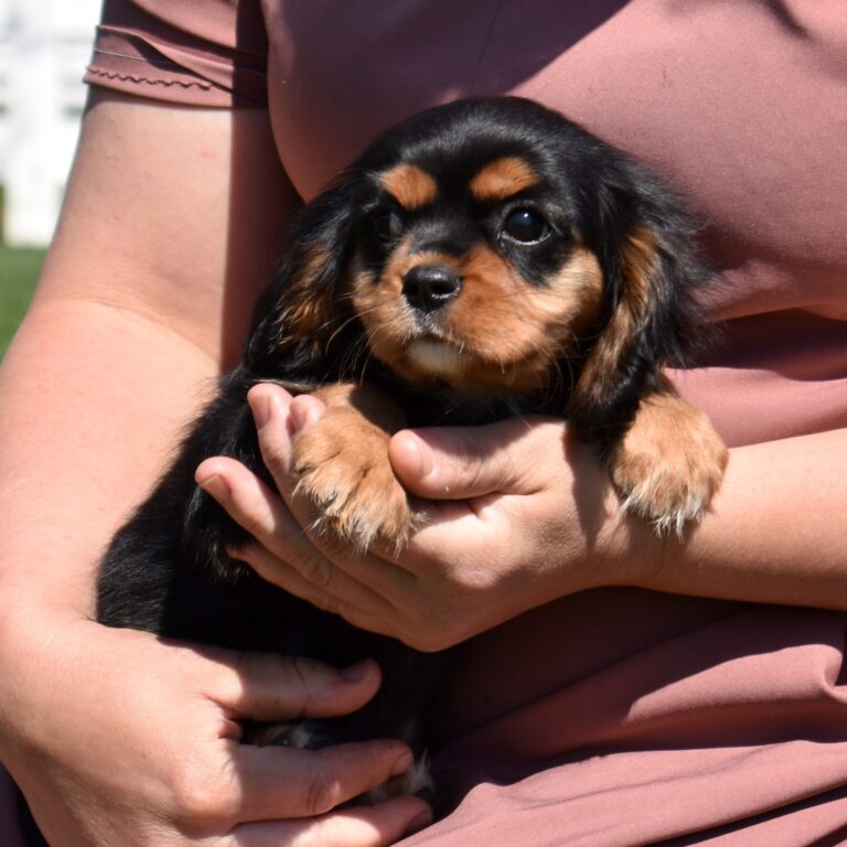 cavalier black and tan lancaster pa