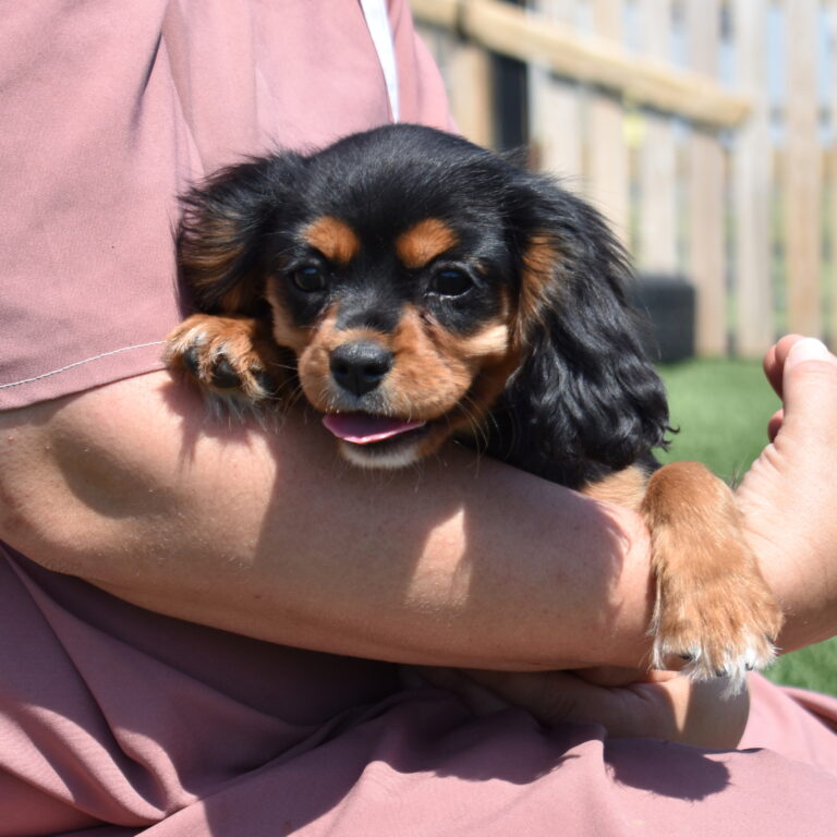 cavalier black and tan puppy