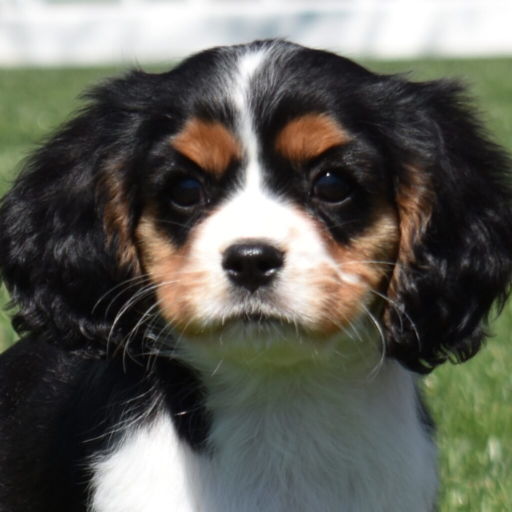king charles cavalier
