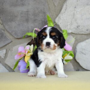 king charles cavalier