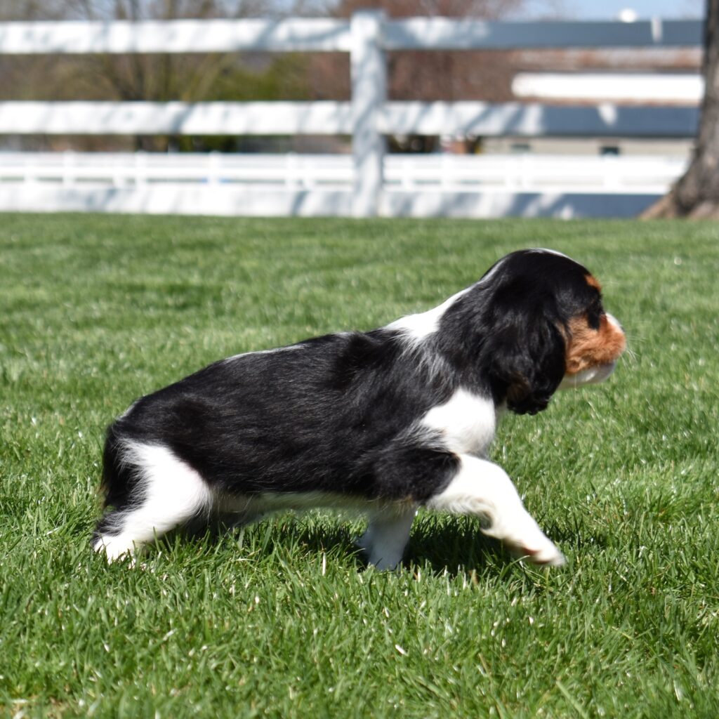king charles cavalier breeder