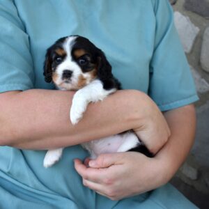 king charles cavalier breeder