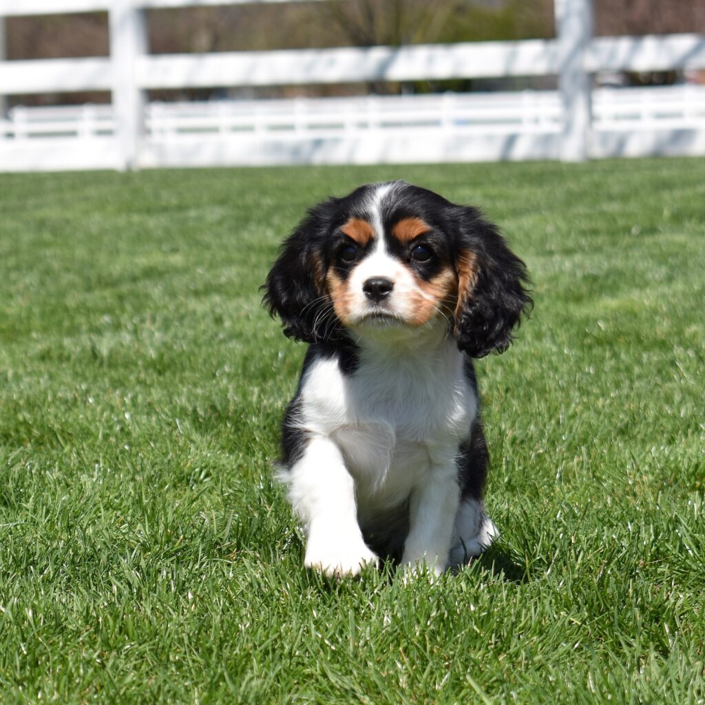 king charles cavalier breeders
