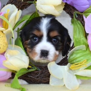 king charles cavalier breeders