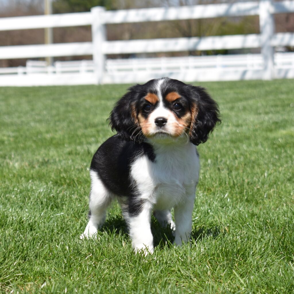 king charles cavalier puppies