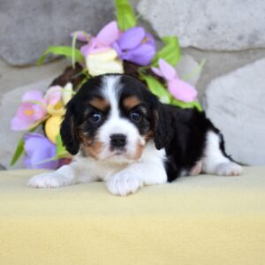 king charles cavalier puppies