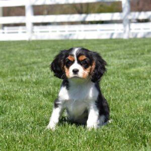 king charles cavalier puppies for sale