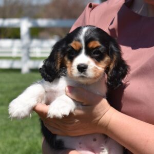 king charles cavalier puppy