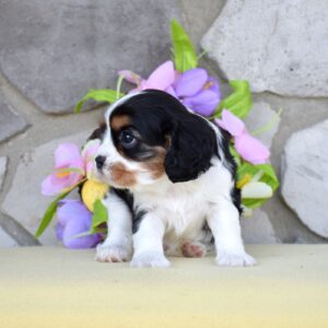 king charles cavalier puppy