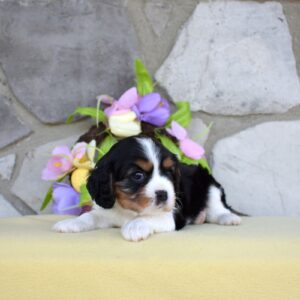 king charles cavalier villa crest puppies