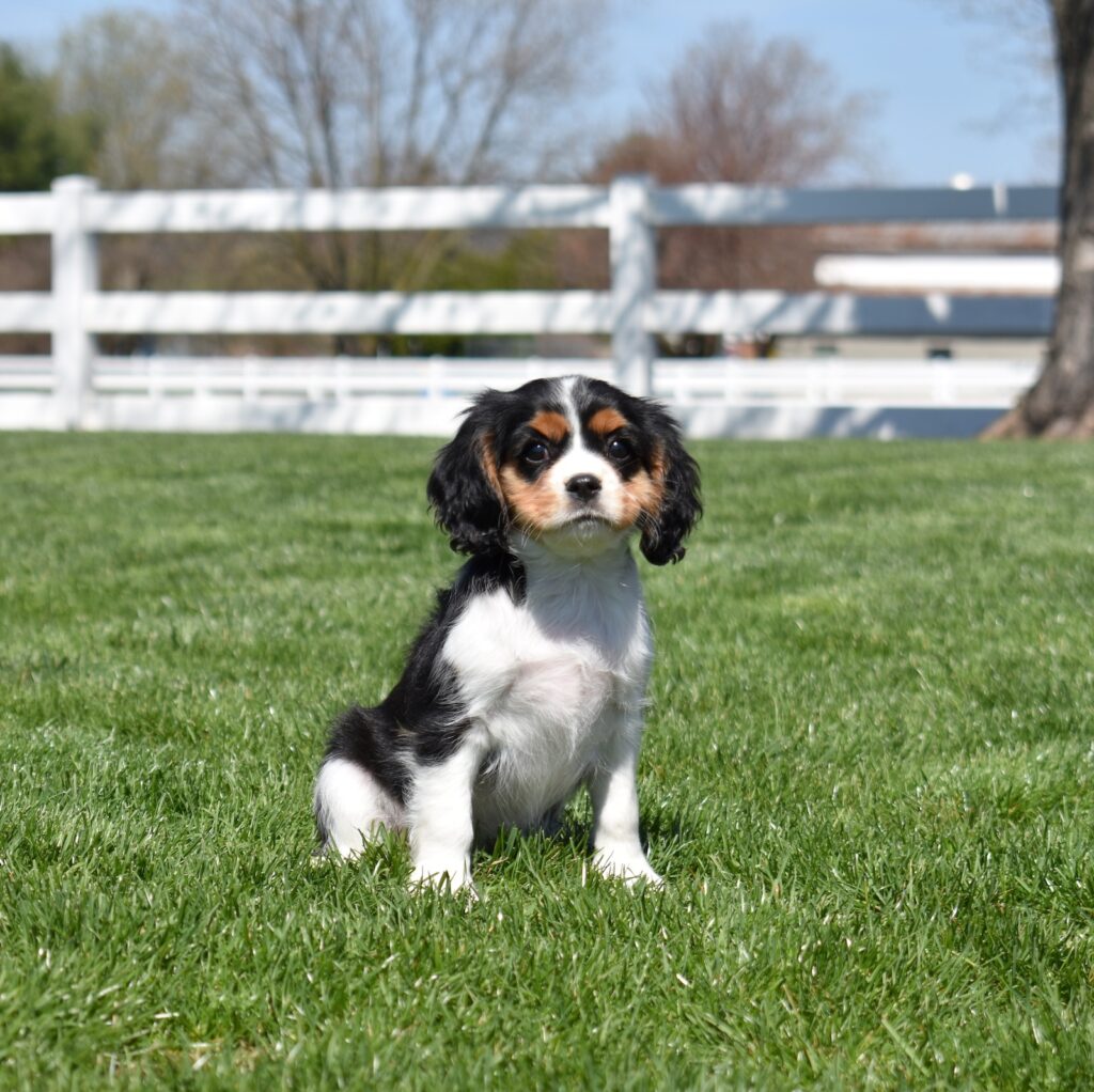 king charles cavaliers