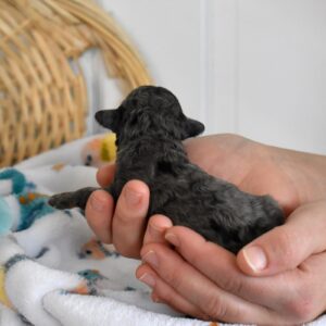 merle mini poodle