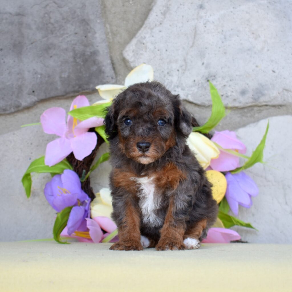 merle poodle for sale