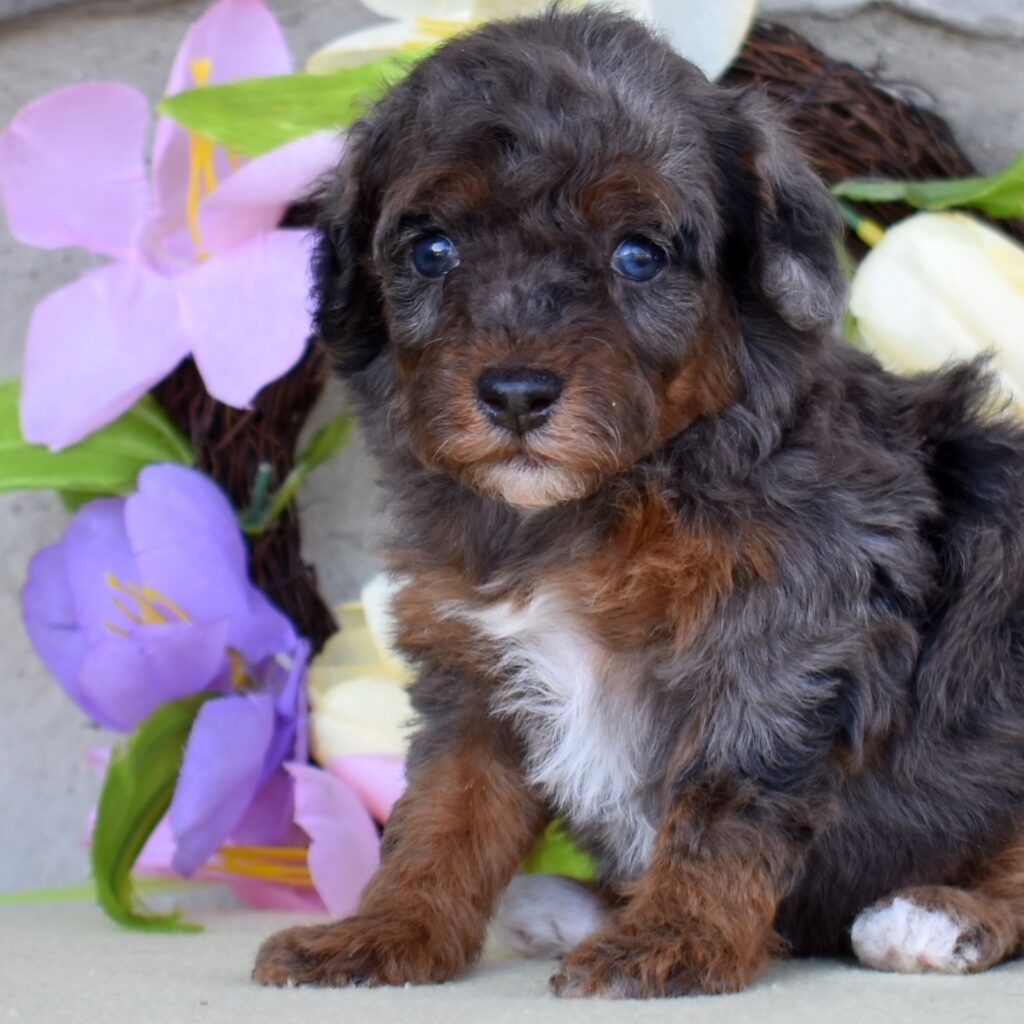 merle poodle for sale near me